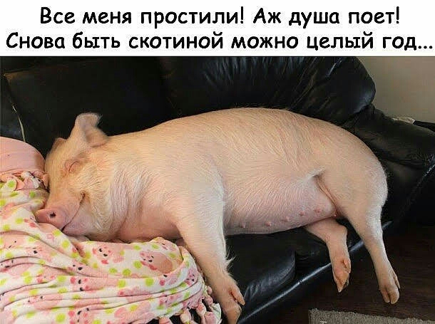 Все меня простили Аж душа поет Снова быть скотиной можно целый год