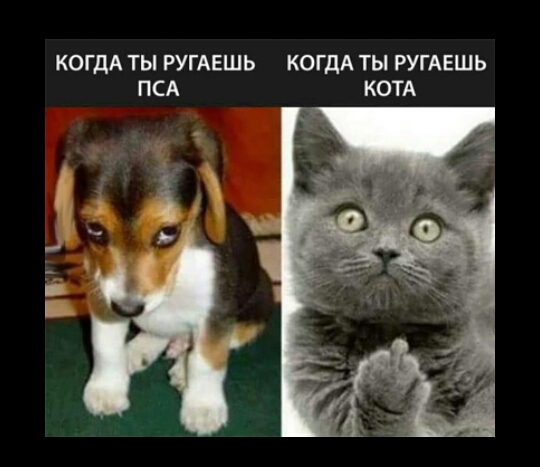 КОГДА ТЫ РУГАЕШЬ КОГДА ТЫ РУГАЕШЬ ПСА КОТА