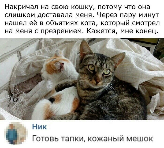 Накричал на свою кошку потому что она слишком доставала меня Через пару минут нашел её в объятиях кота который смотрел на меня с презрением Кажется мне конец _Ё Ник Готовь тапки кожаный мешок