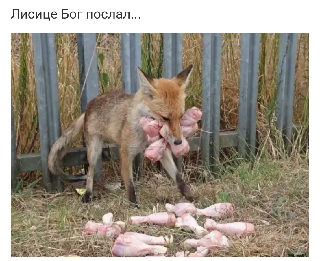 Лисице Бог послал