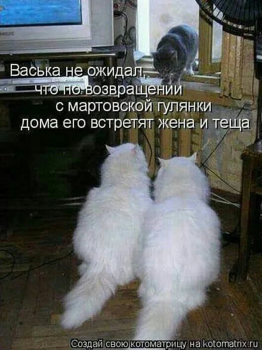 Васька е ожида црара с мартовской гулянки дома его встретят жена И и Создай свою котоматрицу на Ьвгогпаігіх