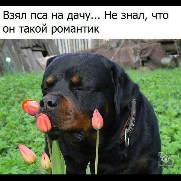 Взял пса на дачу Не знал что он такой романтик ж щ ч р г