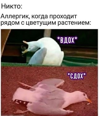Никто Аллергик когда проходит рядом с цветущим растением ВЦПХ СДПХ