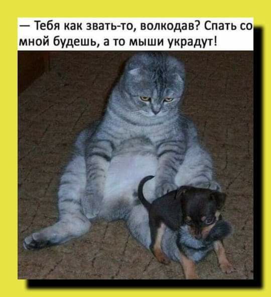 Тебя как звать то волкодав С мной будешь а то мыши украдут ЬСО