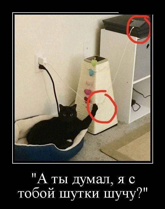 А ты думал я с тобой шутки шучу
