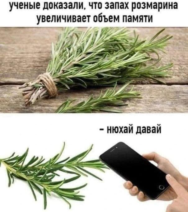 УЧЕНЫЕ доказали ЧТО запах розмарина УВЕЛИЧИВЗЕТ объем ПВМЯГИ