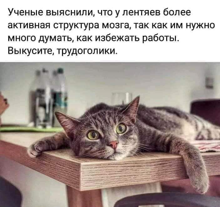 Ученые выяснили что у пентяев более активная структура мозга так как им нужно много думать как избежать работы Вьпкусите трудоголики