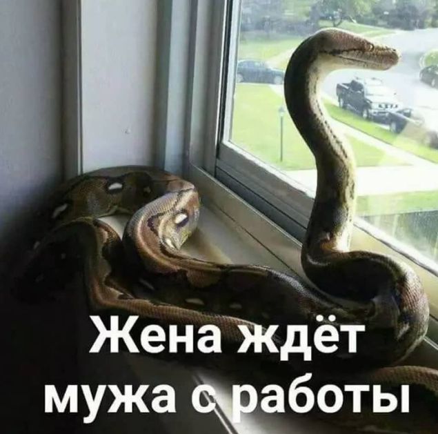 из Женаждёт мУЖа боты