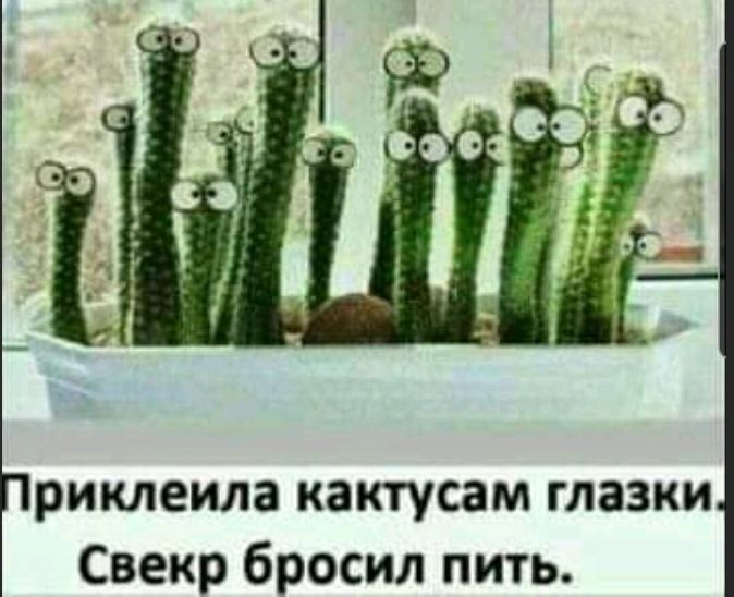 риклеила кактусам глазки Свекр бросил пить