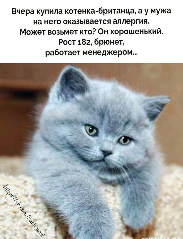 Вчера купила котенка британца а у мужа на него оказывается аппергия Может возьмет кто Он хорошенький Рост 182 брюнет работает менеджером