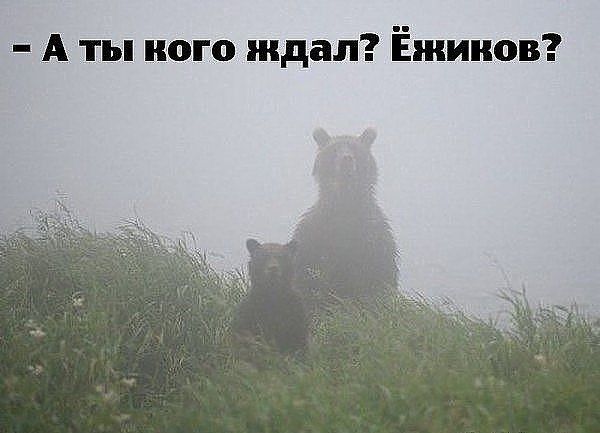 А ты иого ждал Ёжииов