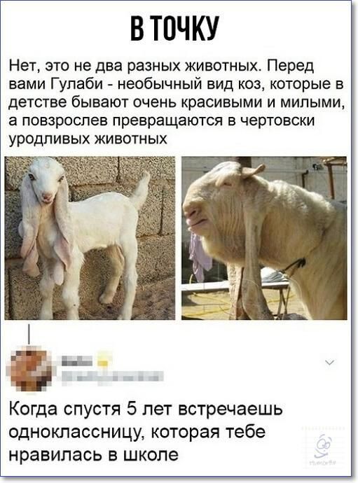 В ТОЧКУ Нет это не два разных животных Перед вами Гупаби необычный вид коз которые в детстве бывают очень красивыми и милыми а повзроспев превращаются в чертовски уродливых животных Когда спустя 5 лет встречаешь одноклассницу которая тебе нравилась в школе