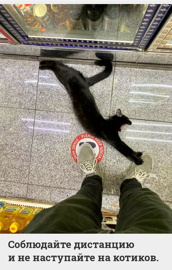 Соблюдайте дистанцию и не наступайте на котиков