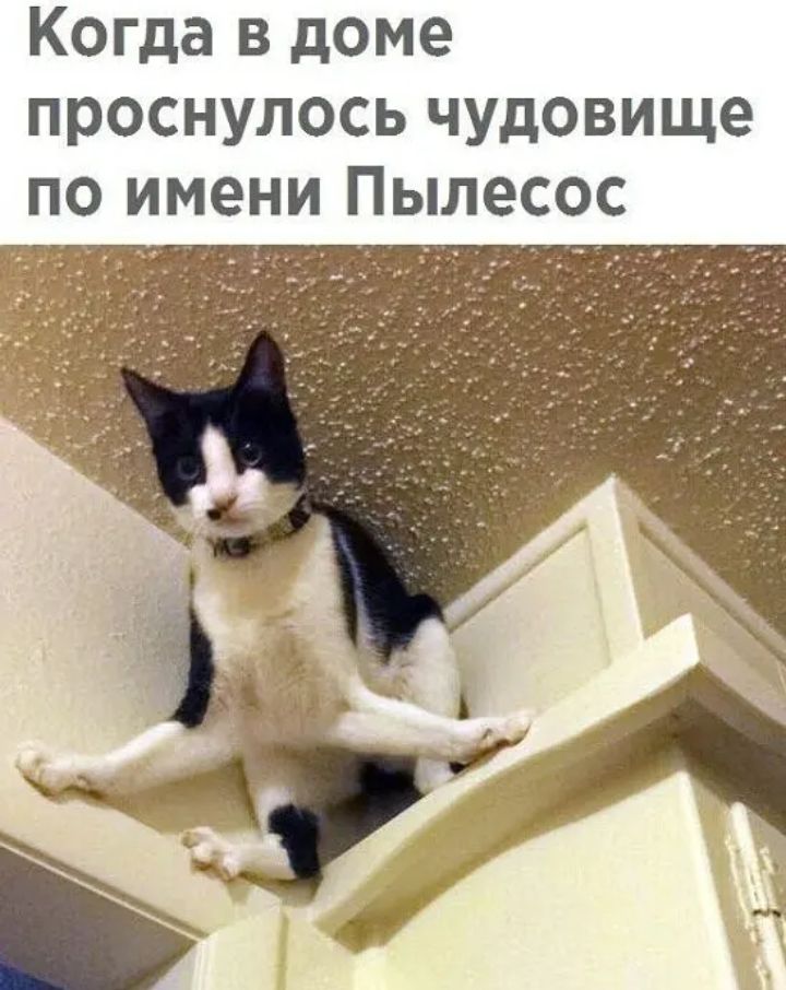 Когда в доме проснулось чудовище по имени Пылесос