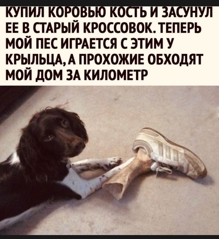 КУП Л К Ь Ь И А НУЛ ЕЕ В СТАРЫЙ КРОССОВОК ТЕПЕРЬ МОЙ ПЕС ИГРАЕТСЯ С ЭТИМ У КРЫЛЬЦАА ПРОХОЖИЕ ОБХОДЯТ МОЙ дОМ ЗА КИЛОМЕТР