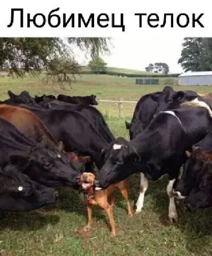 Любимец телок _ к 13 _щ