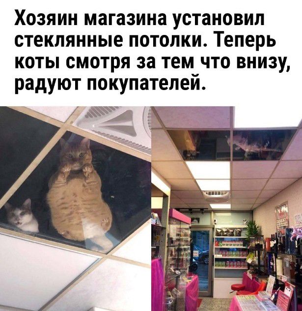 Хозяин магазина установил стеклянные потолки Теперь коты смотря за тем что внизу радуют покупателей