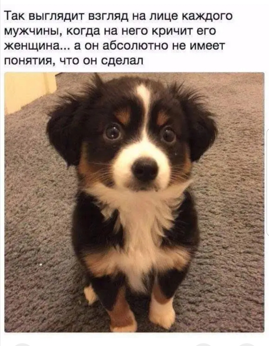 Так выглядит взгляд на лице каждого мужчины когда на него кричит его женщина а он абсолютно не имеет понятия что он сделал