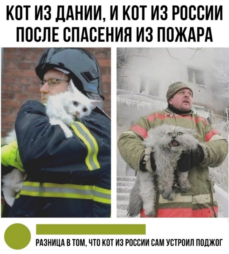КСТ ИЗДАНИИ И КСТ ИЗ РОССИИ ПОСЛЕ СПАСЕНИЯ ИЗ ПСЖАРА РАЗНИЦА В ТОМ ЧТО КОТ ИЗ РОССИИ САМ УСТРПИЛ ППЛЖПГ