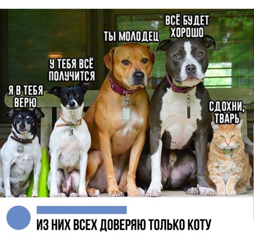 всёвндвт ты молодец Р нтввявсг _ ь ппднчится ж д __ Я В ТЕБЯ ИЗ НИХ ВСЕХ ДПВЕРЯЮ ТОЛЬКО КОТУ