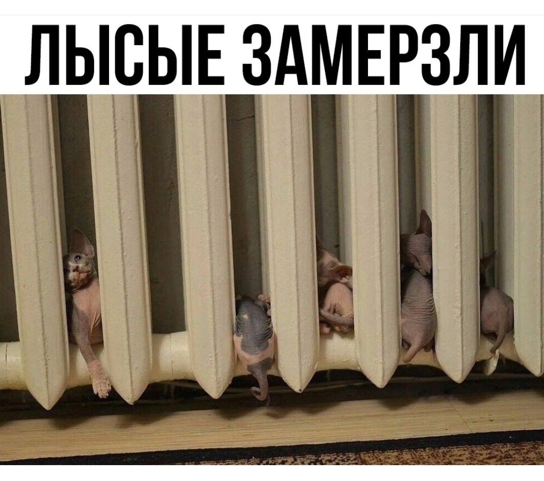 ЛЫСЫЕ ЗАМЕРЗЛИ