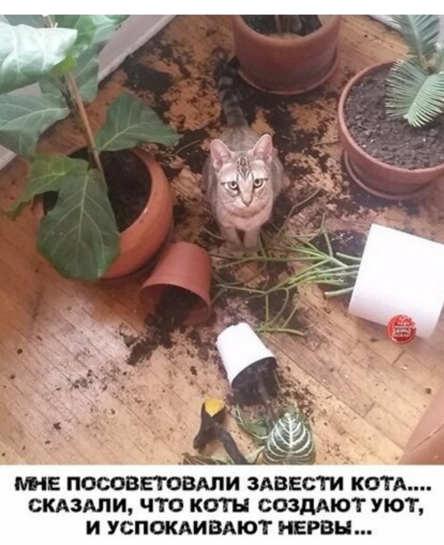 ТИ КОТА СКАЗАЛИ ЧТО КОТН СОЗДАЮТ УЮТ И УСПОКАИВАЮТ НЕРВН