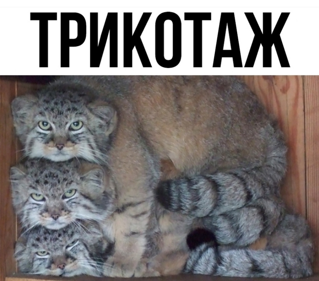 ТРИКОТАЖ ёцгхжчт