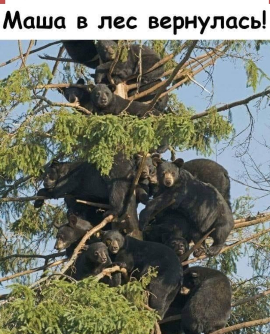 Маша в лес вернулась