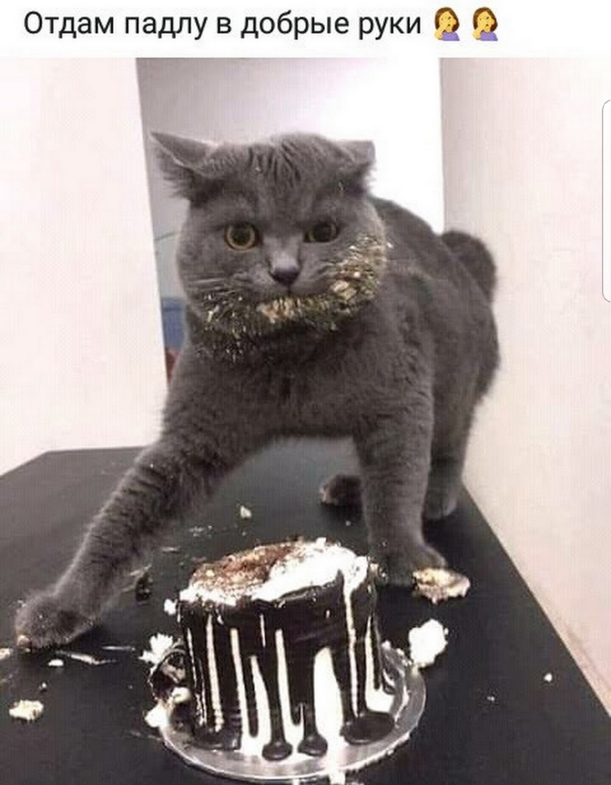 Отдам падпу в добрые руки