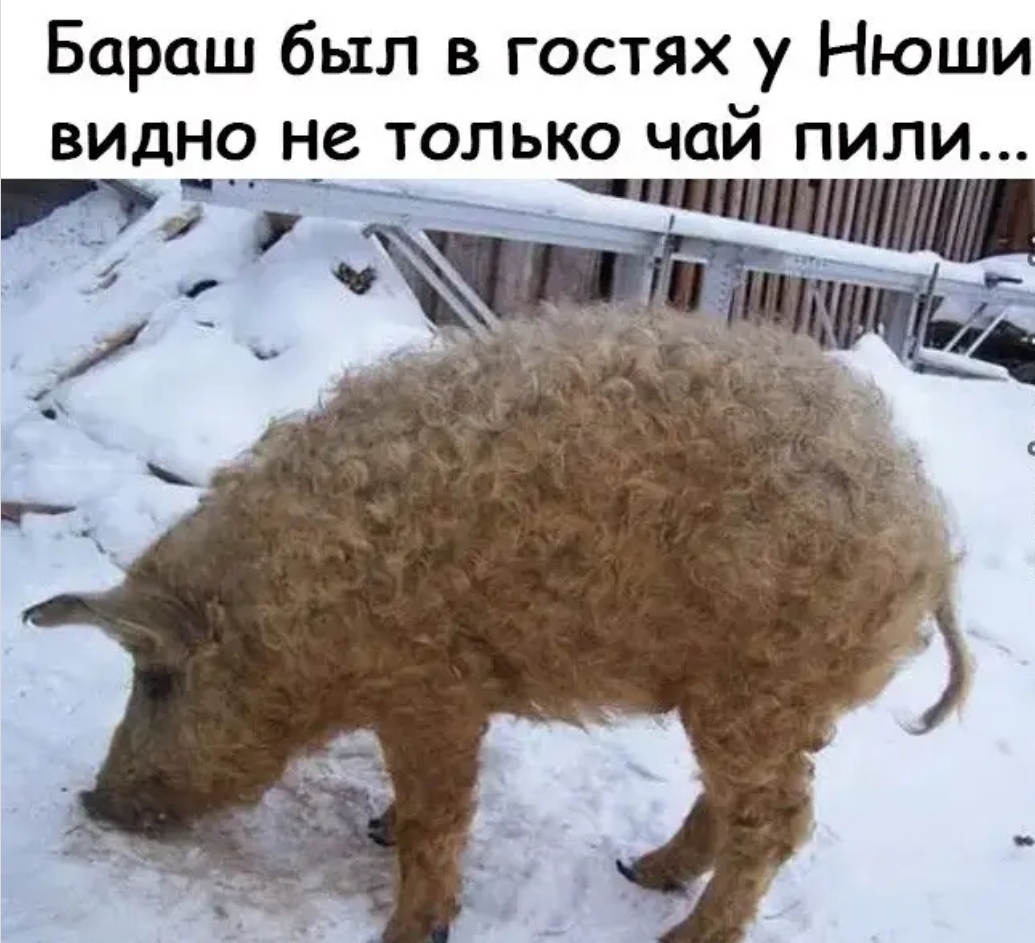 Бараш был в гостях у Нюши видн9 не только чай пили