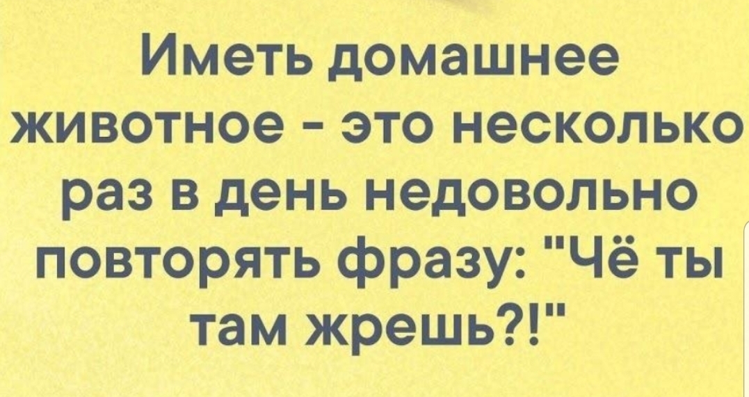 Иметь домашнее животное это несколько раз в день недовольно повторять фразу Чё ты там жрешь