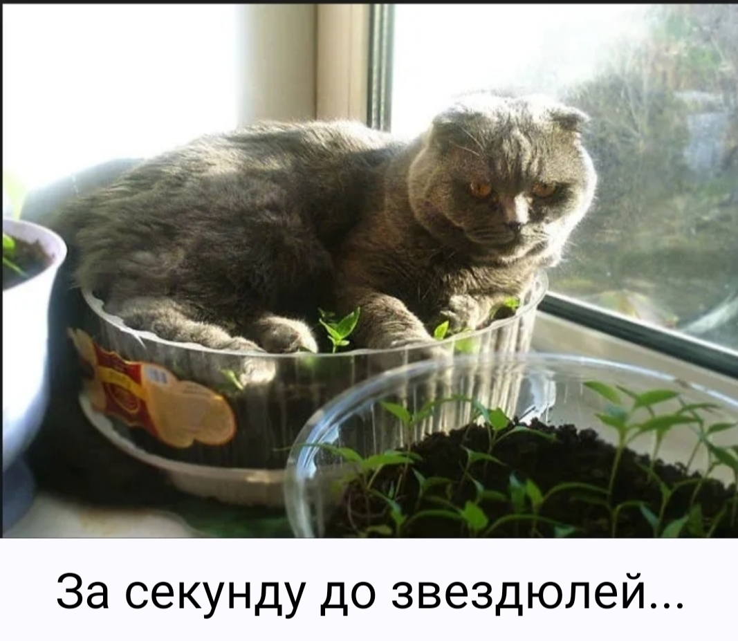 За секунду до звездюлей