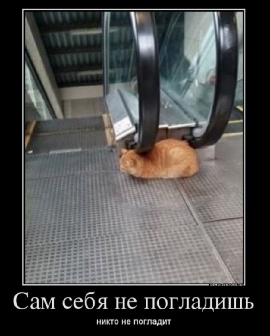 Развлекать самого себя. Сам себя не погладишь никто. Кот на эскалаторе. Коты на эскалаторе. Погладь кота юмор.