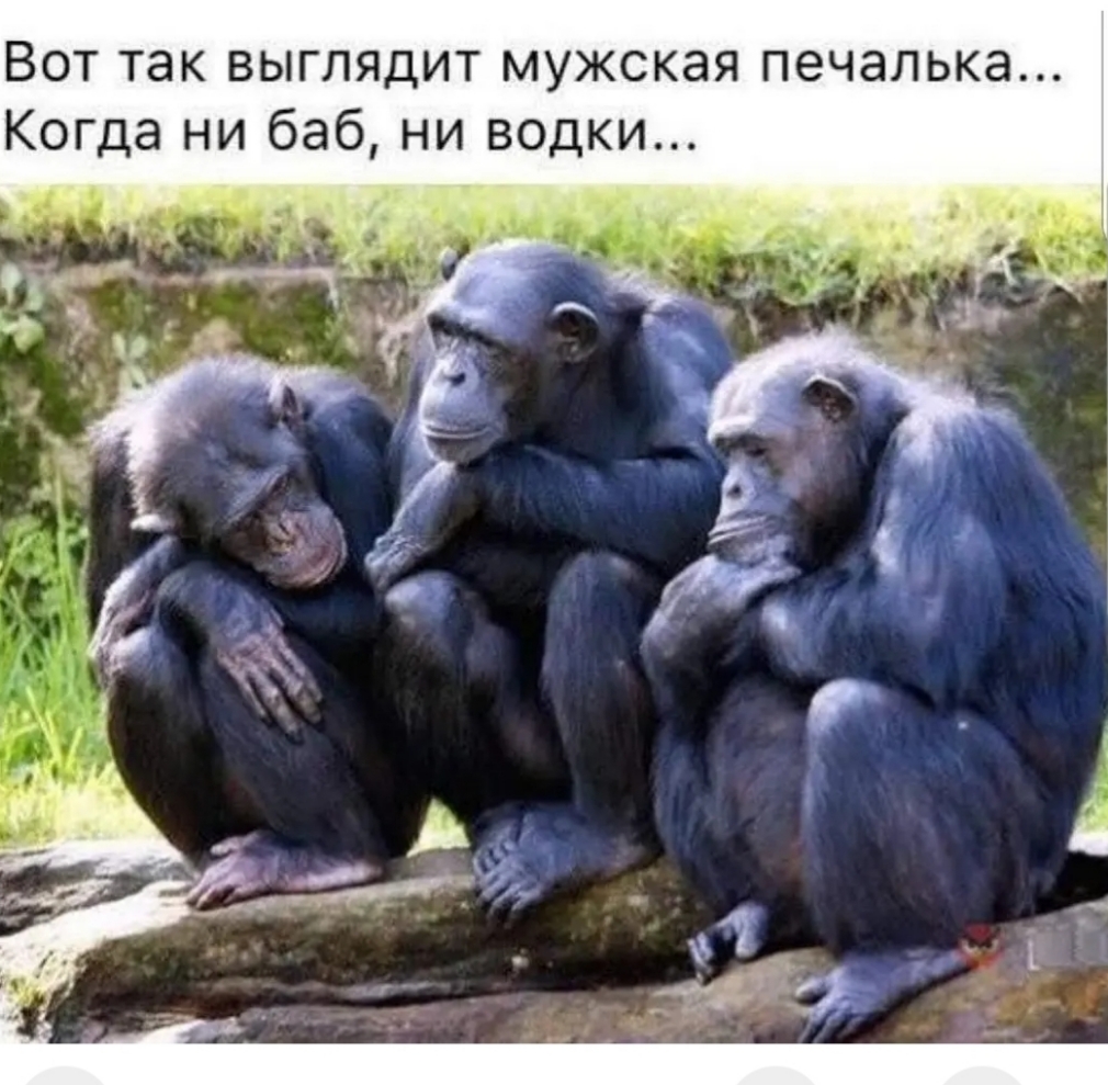 Вот так выглядит мужская печалька Когда ни баб ни водки