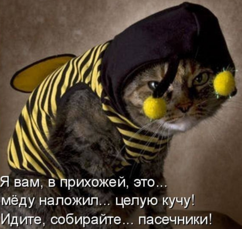 Я вам вЖрихожей это мёду наложил цепую Идиігде собирайте пасечники