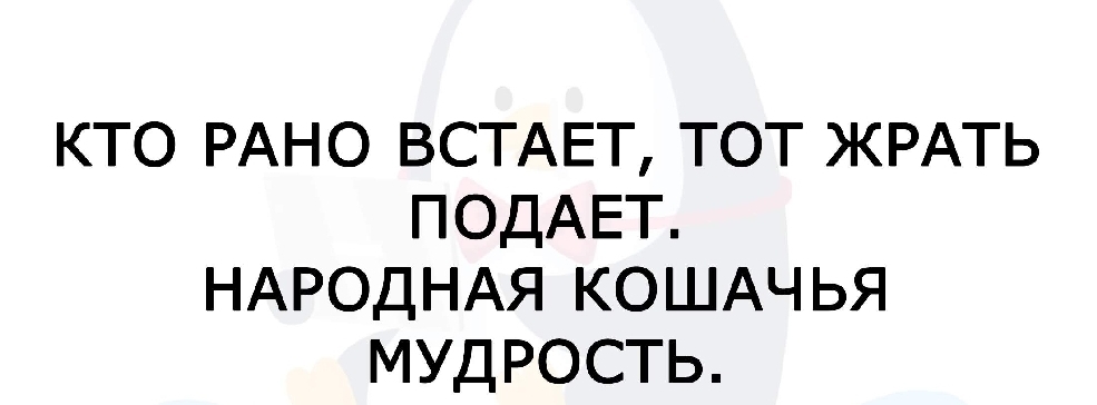 КТО РАНО ВСТАЕТ ТОТ ЖРАТЬ ПОДАЕТ НАРОДНАЯ КОШАЧЬЯ МУДРОСТЬ