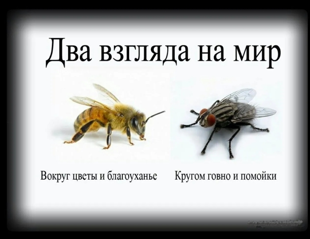 Два взгляда на мир ЁЁ _ __ И Вокруг цветы и благоуханье Кругом говно и помойки