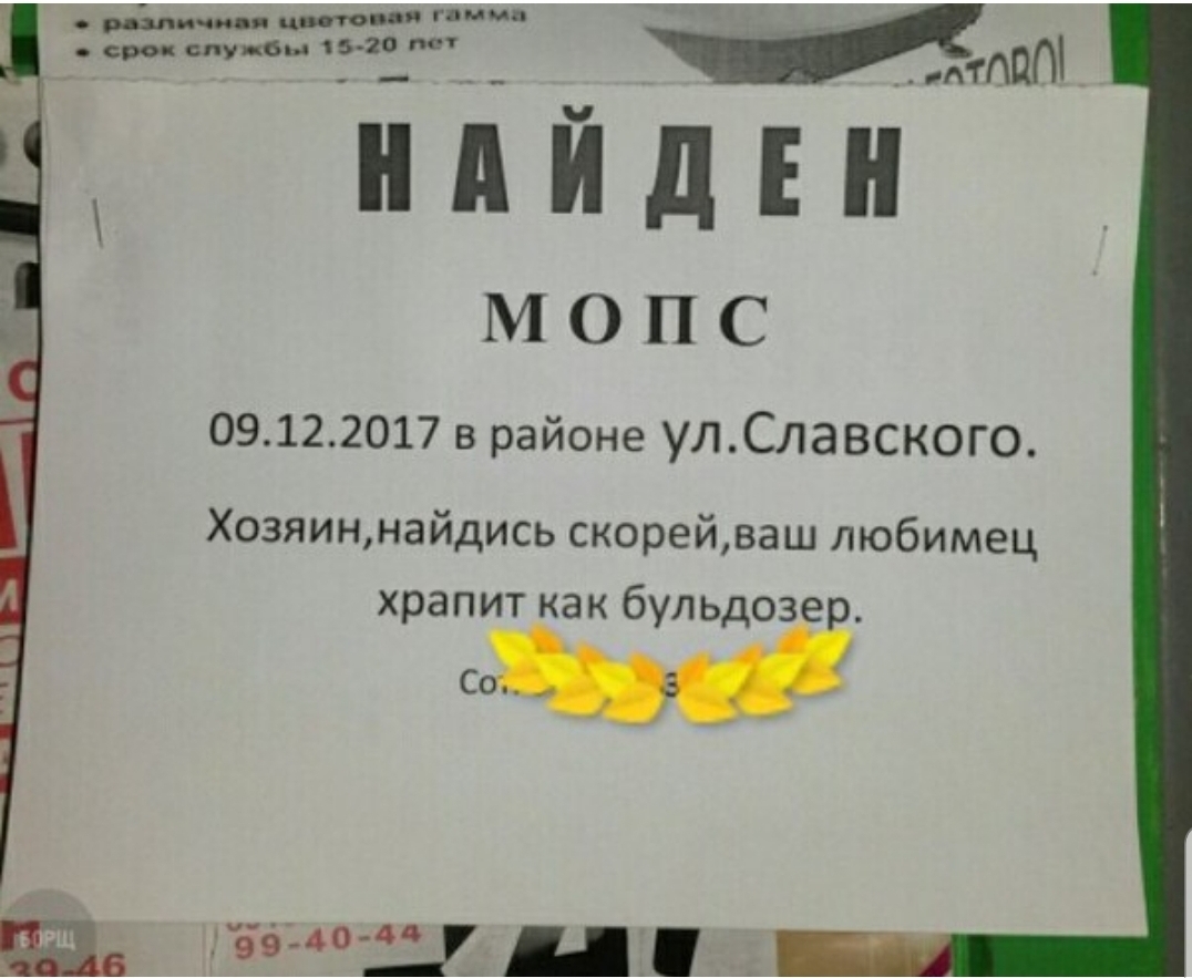 Скорее нашлась. Хозяин найдись. Хозяин найдись объявление. Хозяин найдись картинки. Найдись владелец.