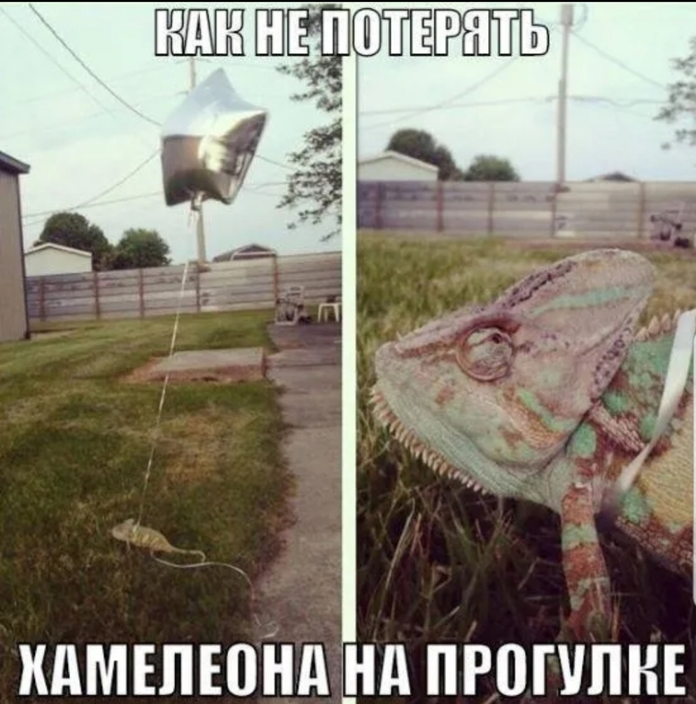 КдМЕЛЕОНд ШШ ПРОППНЕ