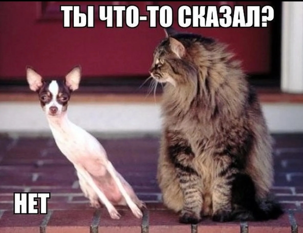 ТЫ ЧТО Ш снизил