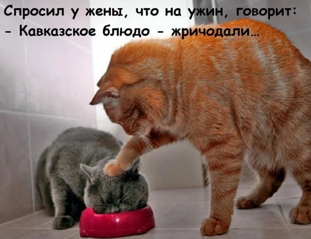 Спросил у жены что на Кавказское блюдо _ мп