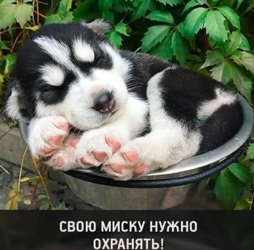 СВОЮ МИСКУ НУЖНО ОХРАНЯТЬ