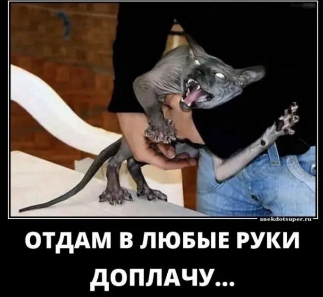 отдАм в лювыЕ руки доплдчу