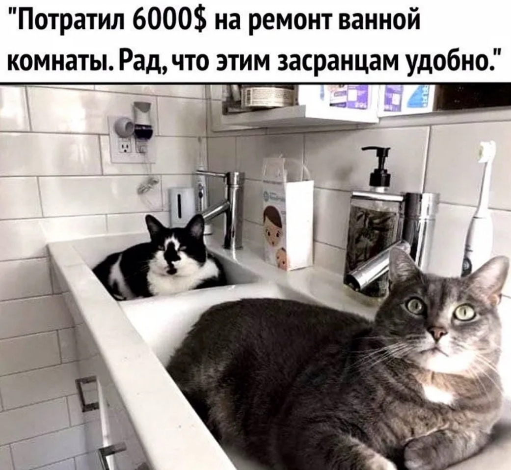 Мемы с котами в ванной