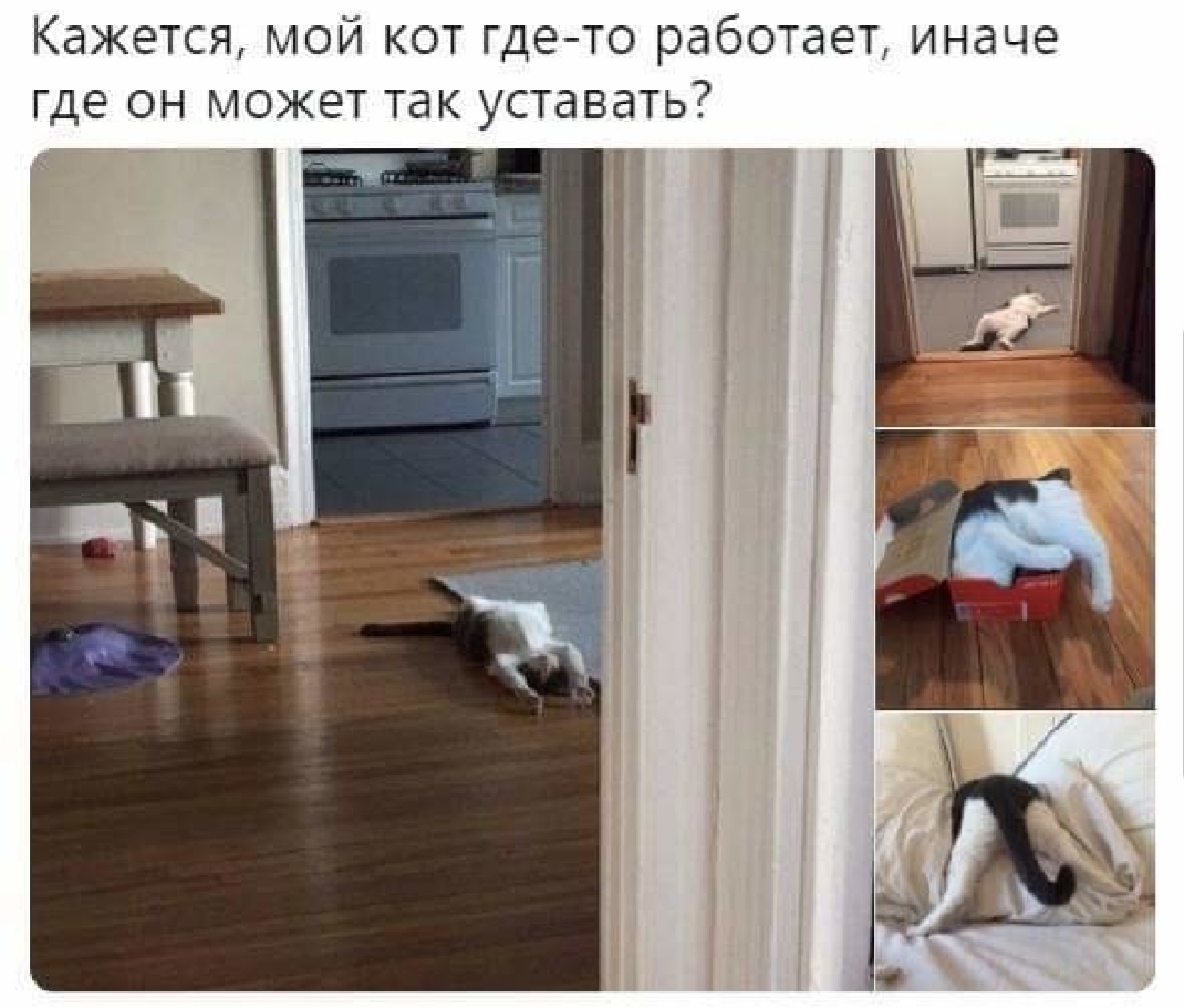 Кажется мой кот где то работает иначе где он может так уставать