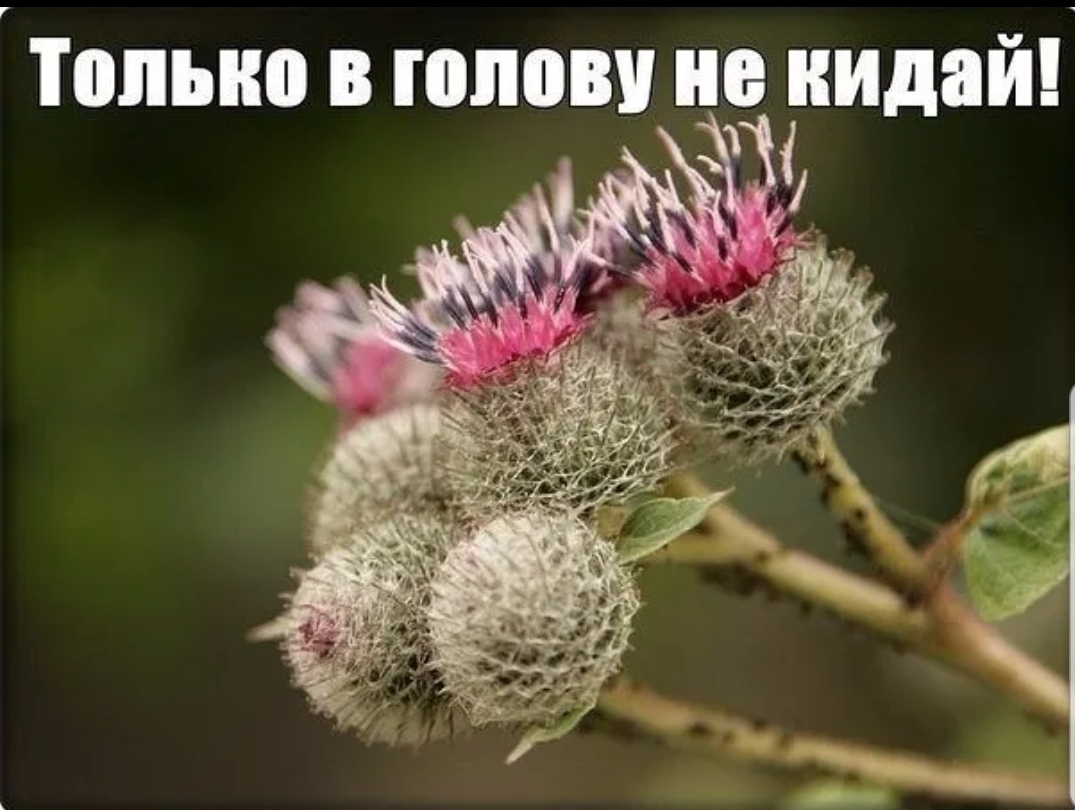 типыю в голову не кидай