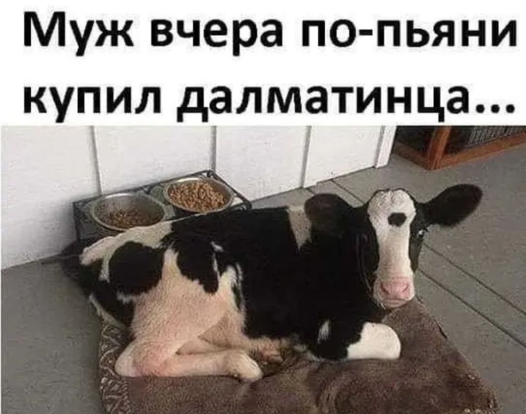 Муж вчера по пьяни купил далматинца