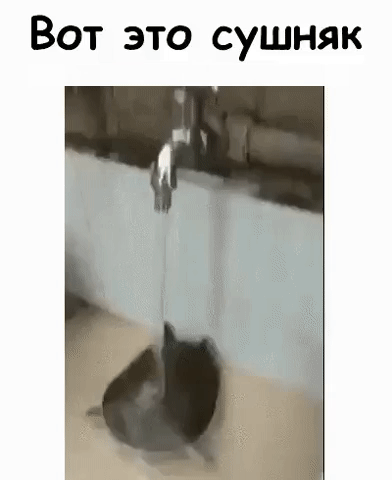 Вот это сушняк