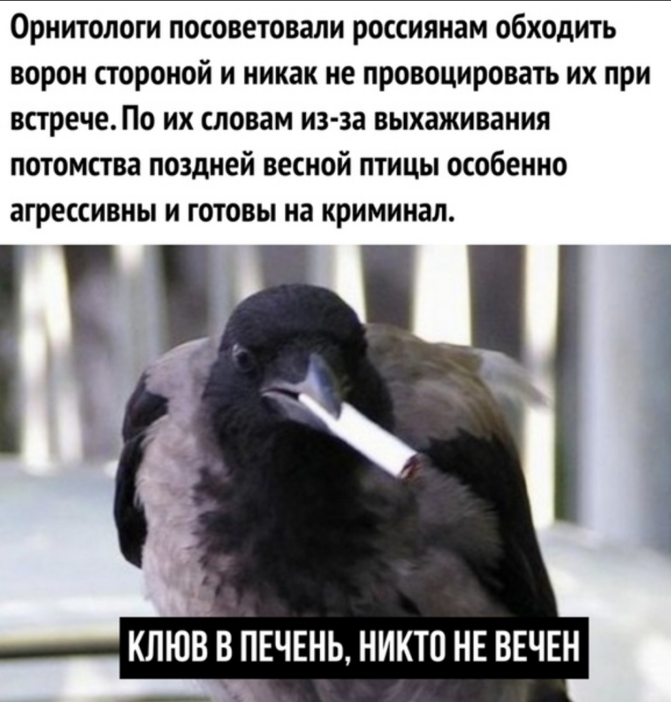 Орнитологи посоветовали россиянам обходить ворон стороной и никак не провоцировать их при встрече По их словам из за выхаживания потомства поздней весной птицы особенно агрессивны и готовы на криминал КЛЮВ В ПЕЧЕНЬ НИКТО НЕ ВЕЧЕН