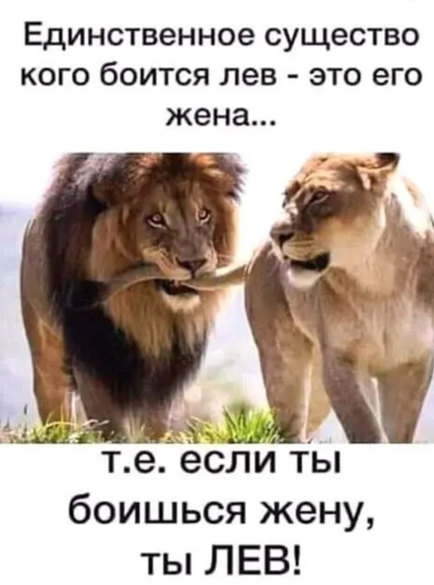 Единственное существо кого боится лев это его жена те слиты боишься жену ты ЛЕВ
